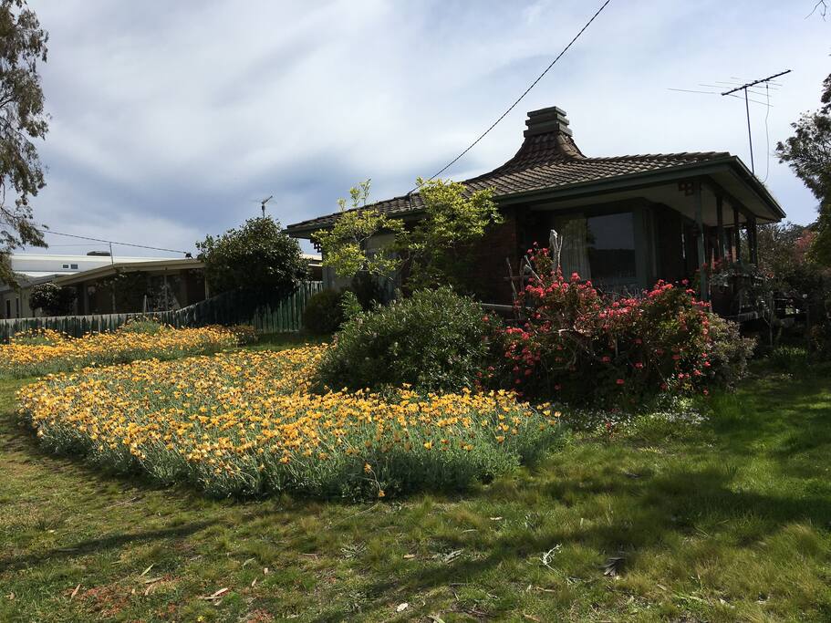 front garden street view summer