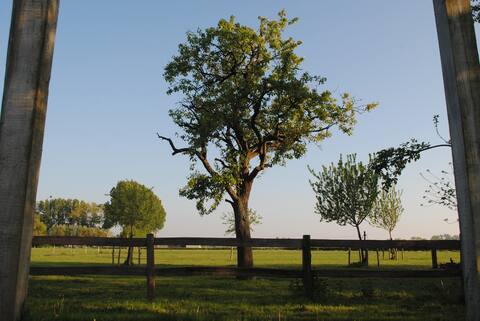 "The oak tree", extraordinary on the outside