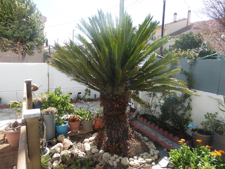 Jardinet devant la chambre
