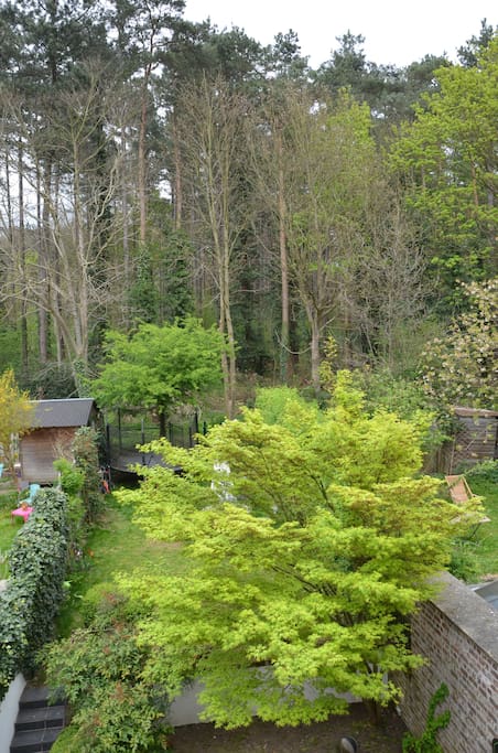 Jardin sur forêt