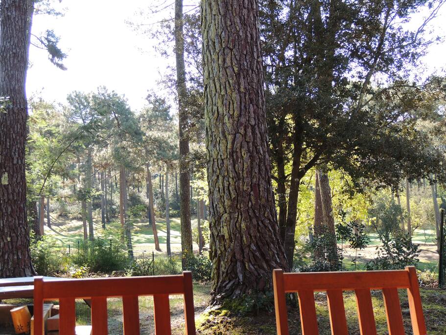 Le golf et la pinede