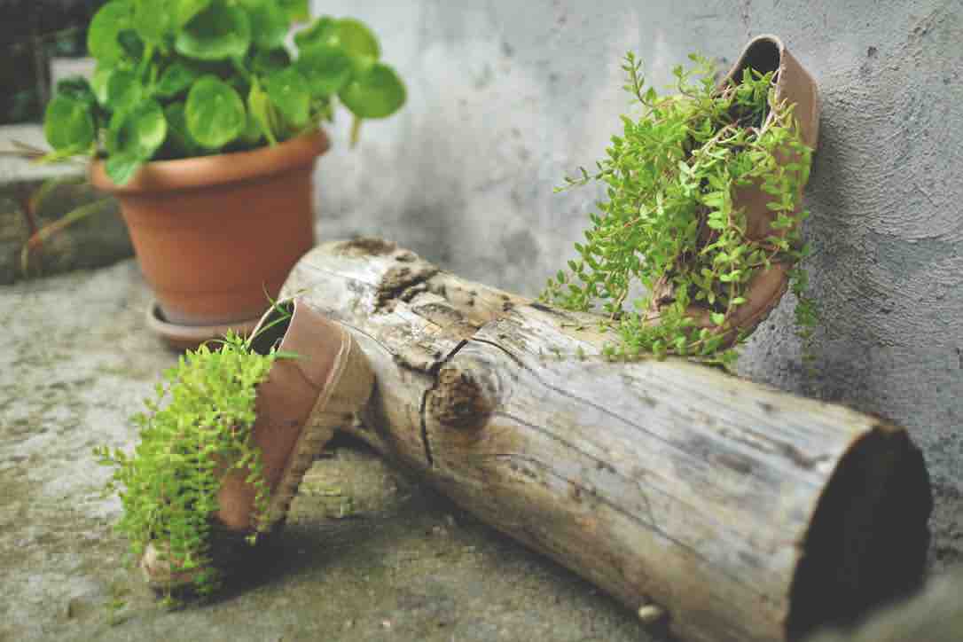 A rustic log is positioned on the ground, serving as a natural planter. Two clay shoes are attached, each containing green plants. A small potted plant is also visible in the background, adding a touch of greenery to the space.