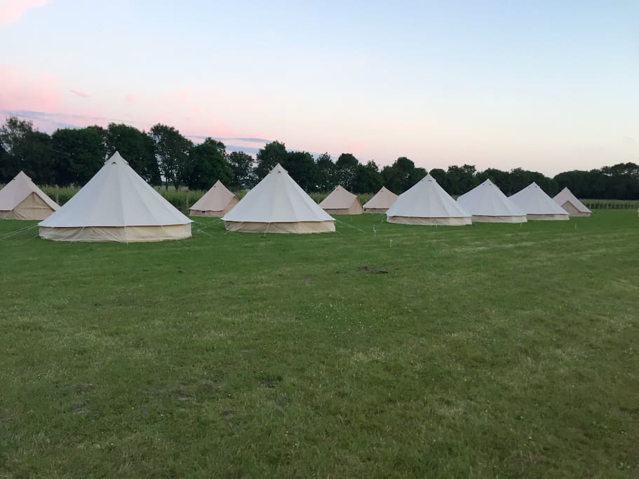 Evening light over the vines and glamping tents