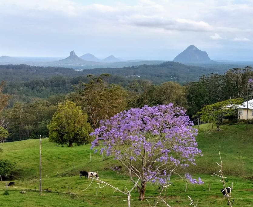The Glass House Mountains (this is not a view from out house)