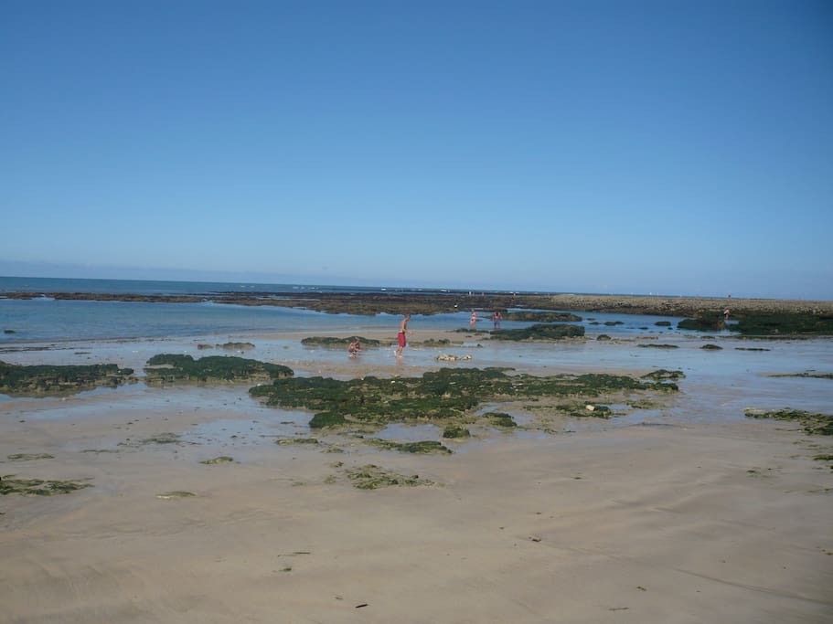 plage de domino marée basse