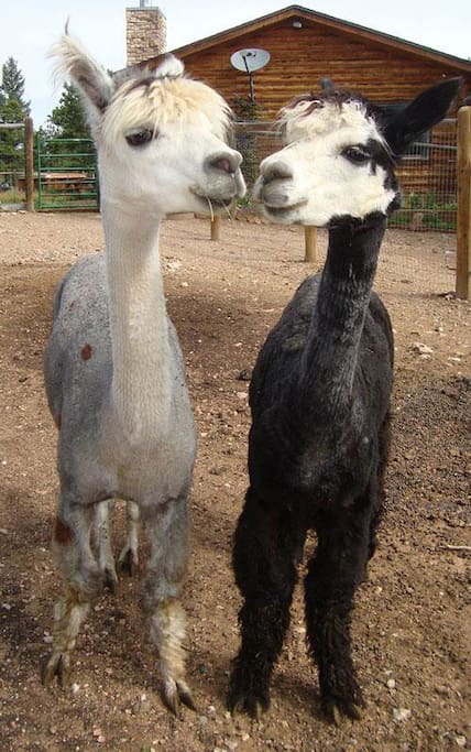 Meet our alpacas - free tour