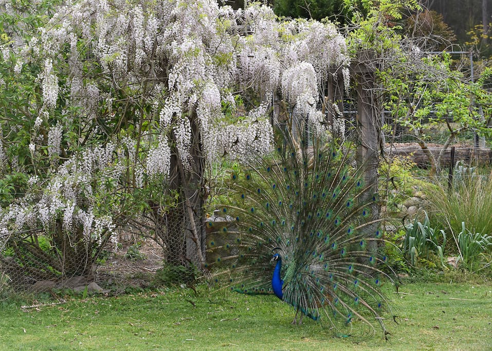 One or our many birds roaming our gardens