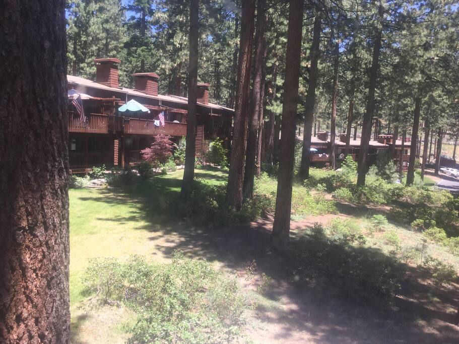 Pinewild Community