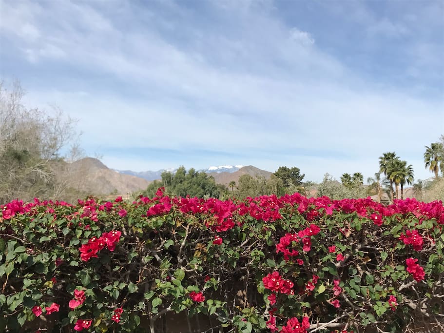 View out the backyard