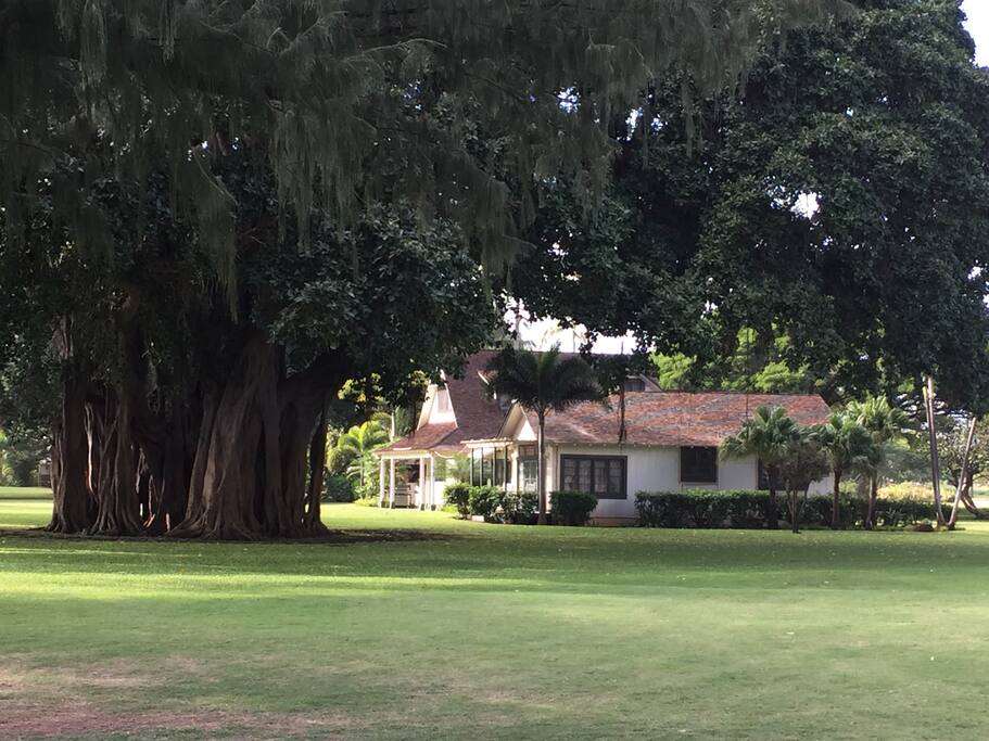 Manager's Cottage Banyan Tree View