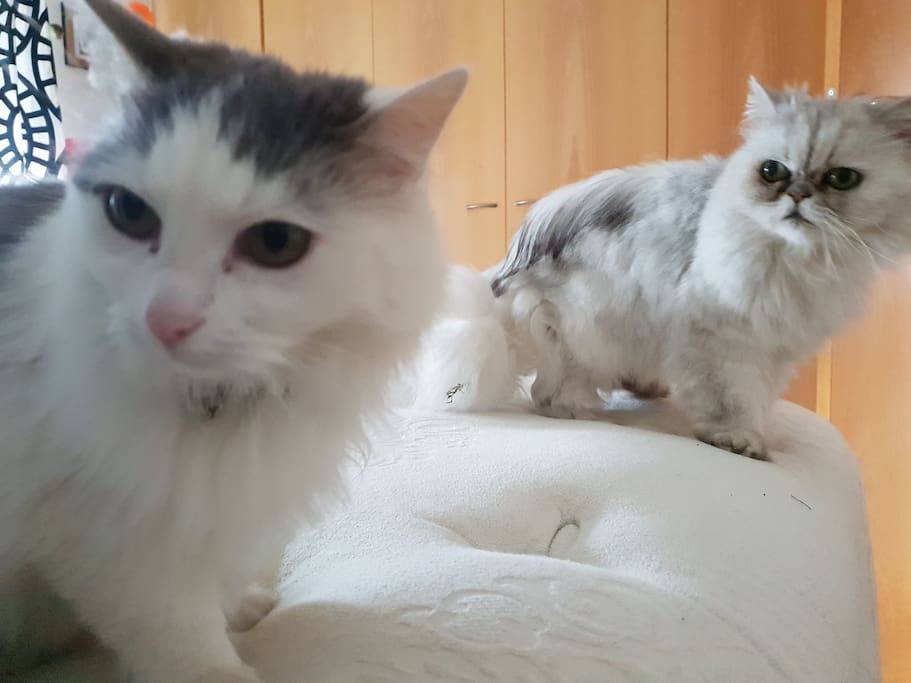 Hnoðri and Skotta ♡ your furry friends on your stay
