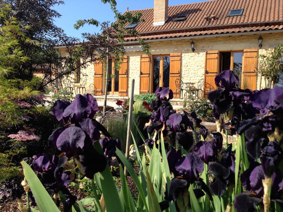 Front garden Gite Le Maine d'Autana. Iris Queen of the night