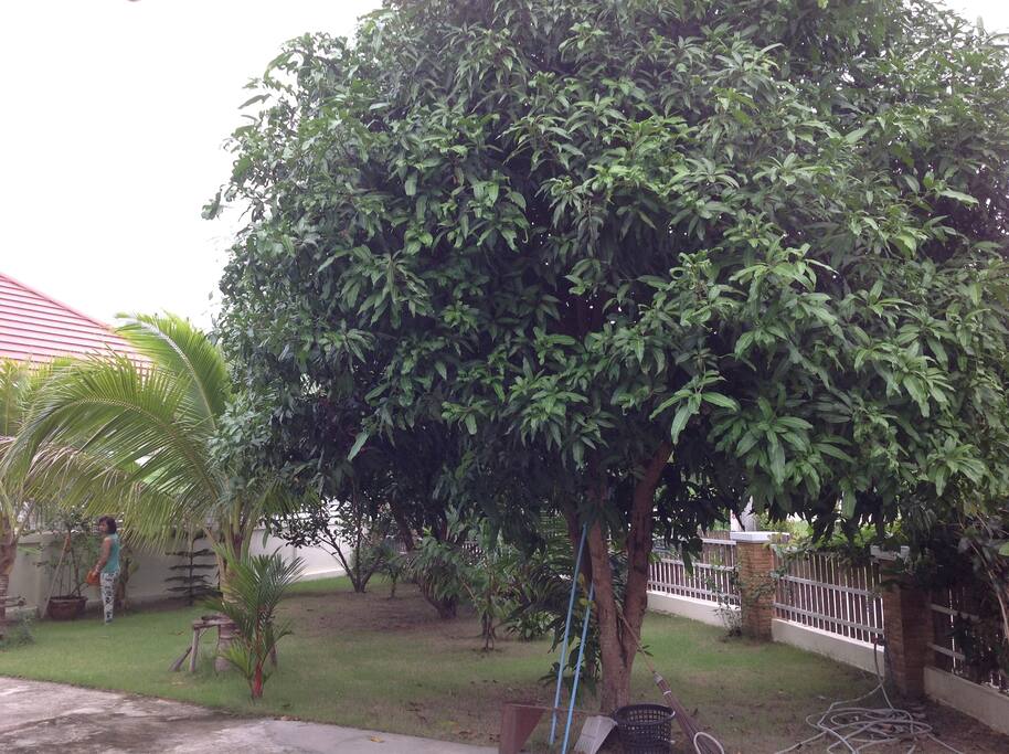 Our garden