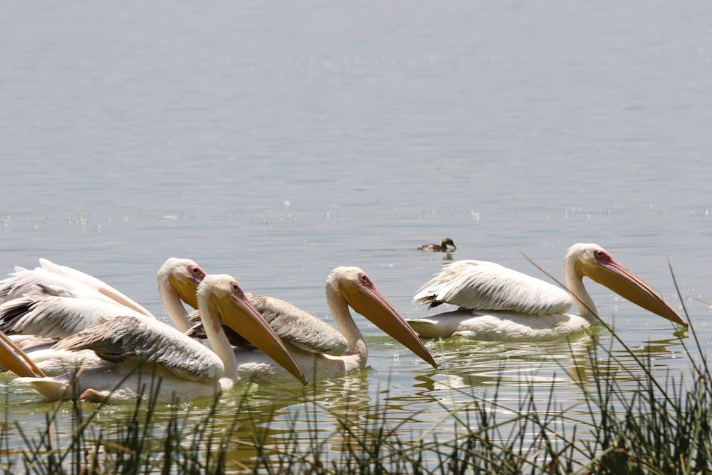 white pelicans