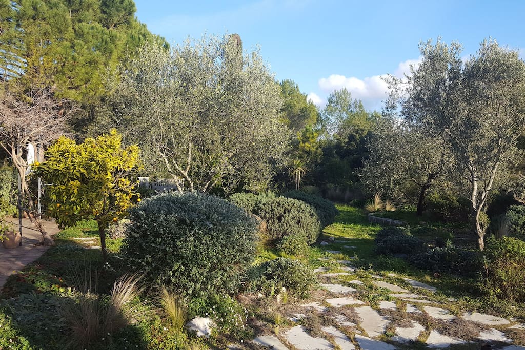 natural Mediterranean garden