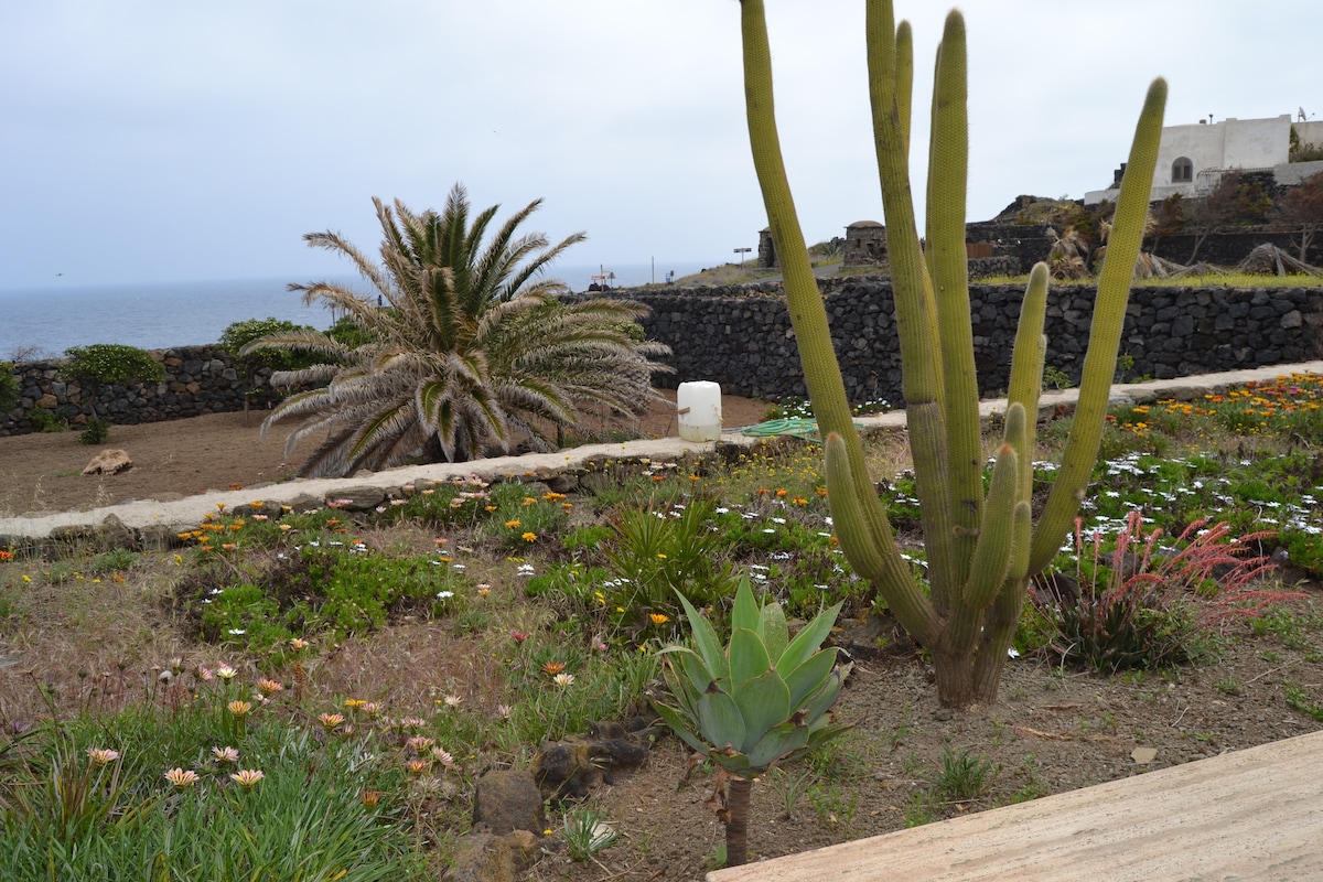 A serene garden landscape features vibrant flowers and diverse plants, including cacti and palm trees. The expanse of greenery is contrasted by rocky terrain, leading toward a view of the sea in the background. A white structure can be seen in the distance, adding to the tranquil setting.