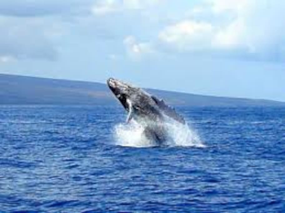 Whales swimming right outside your beachfront lanai.
