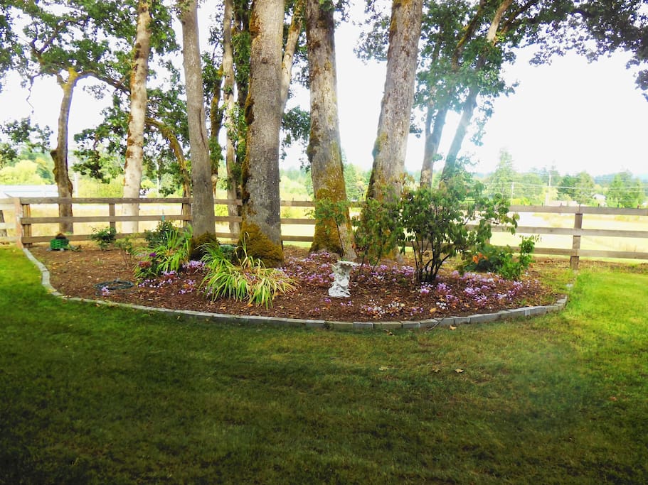 The garden