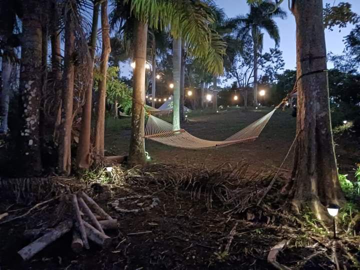 A serene outdoor space features a hammock suspended between two trees, surrounded by lush foliage. Soft lighting is provided by string lights overhead, creating a relaxed ambiance. The ground is adorned with natural elements, enhancing the connection to nature.