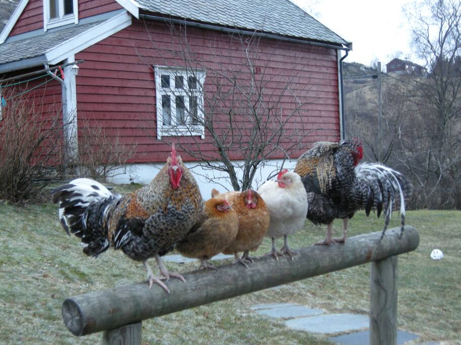 Farmers cottage