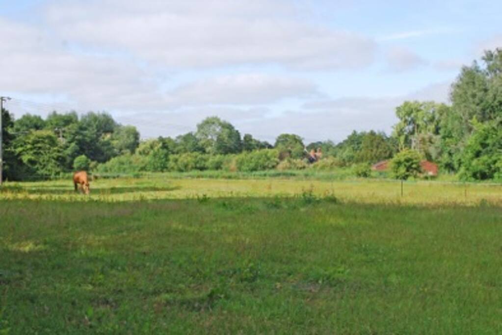 Horse fields