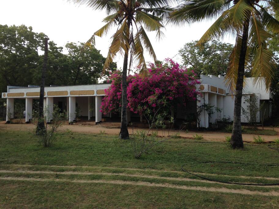 View from the garden.
