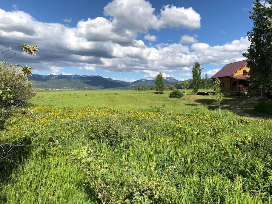 Mules Ears in full bloom, June 11, 2018