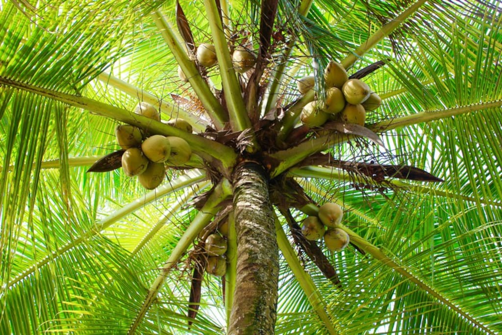 Palm tree