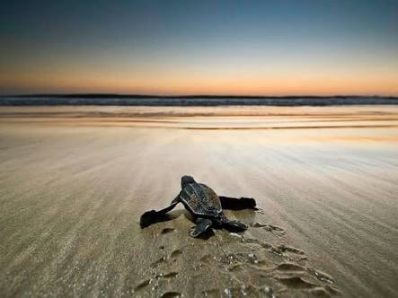 A sea turtle is seen on a sandy beach, its footprints marked in the fine grains. The ocean is visible in the background, with gentle waves lapping at the shore under a soft, colorful sky at dusk.
