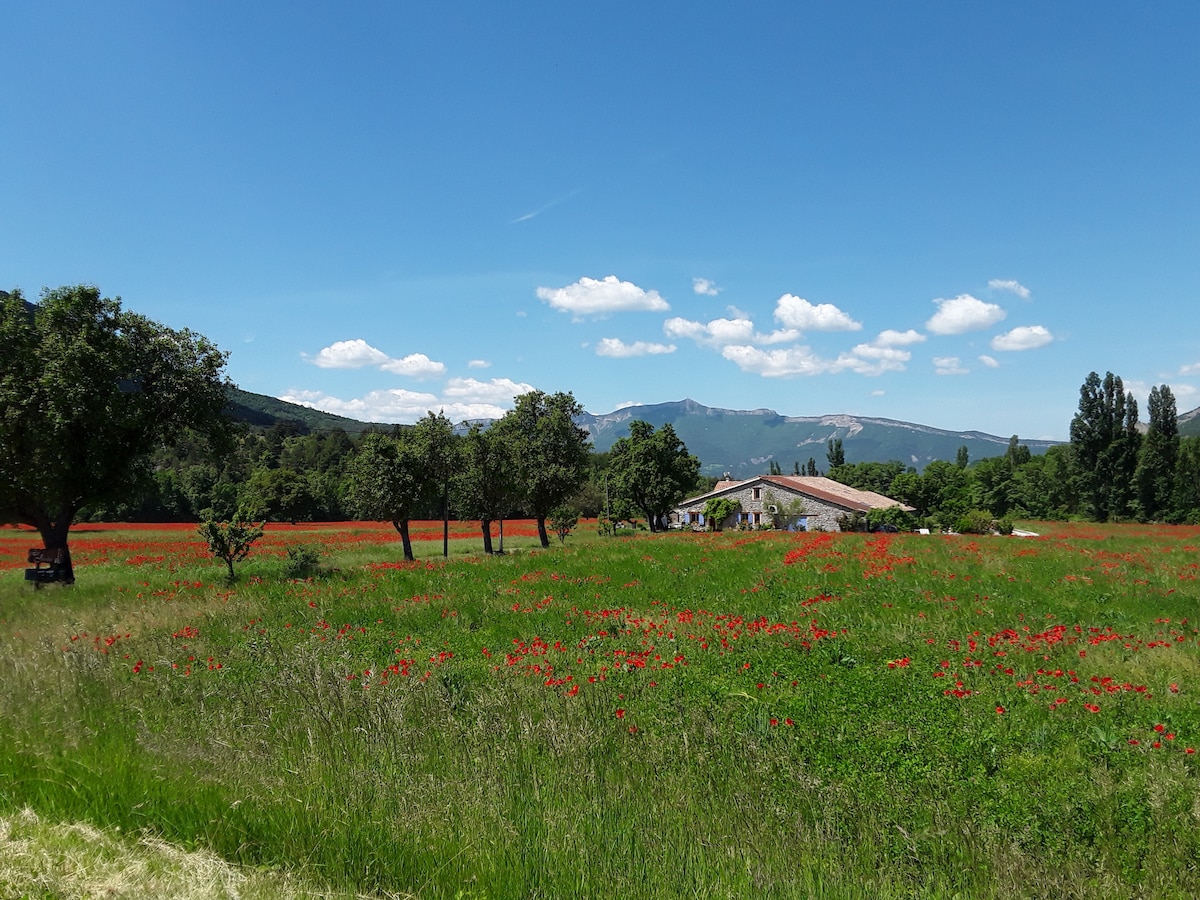 A serene landscape is presented, featuring expansive fields of vibrant red poppies and lush green grass. In the background, a rustic farmhouse is nestled among trees, with hills rising gently on the horizon beneath a clear blue sky dotted with white clouds.