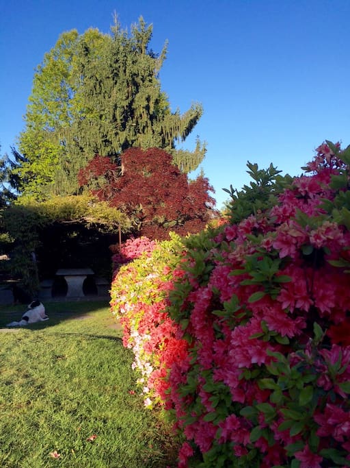 Il giardino