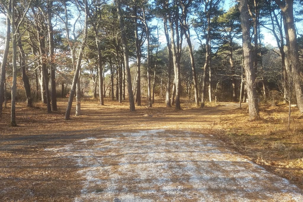 Wooded Lot Around House