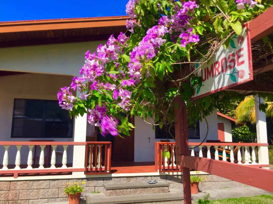 Beautiful purple flowers decorate the entrance to Plumrose