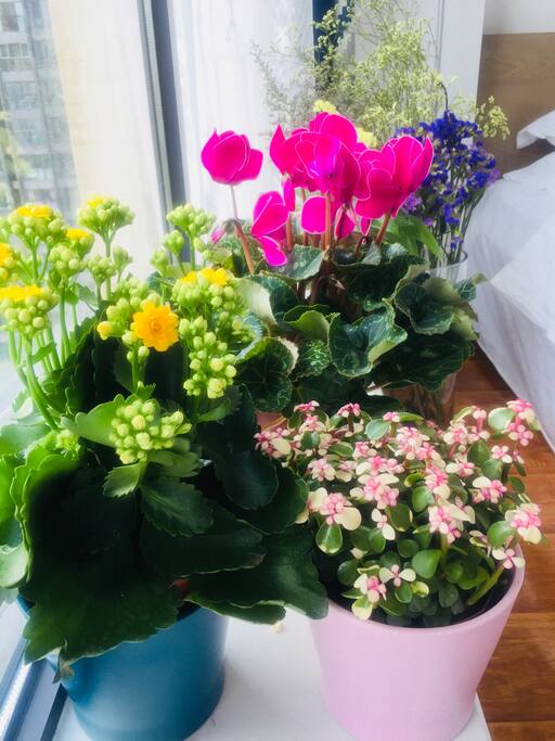 心情被鲜花点亮
