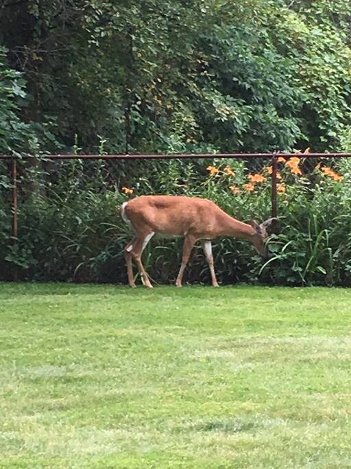 Wild life snack time