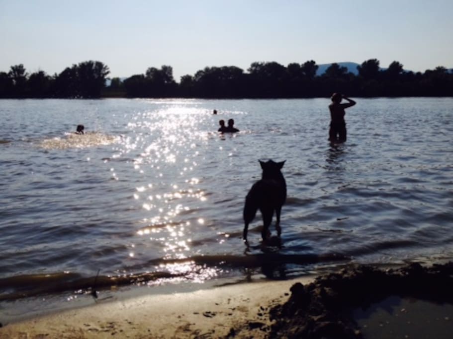 Family and dog friendly beach on the riverside