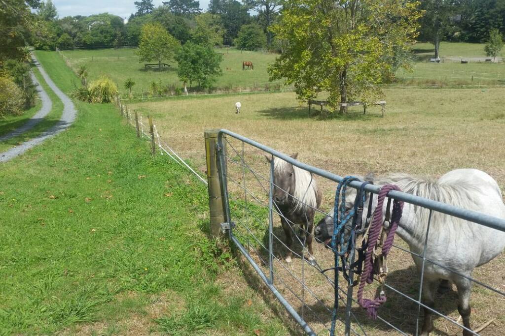 Our family of miniature horses - waiting to greet you!