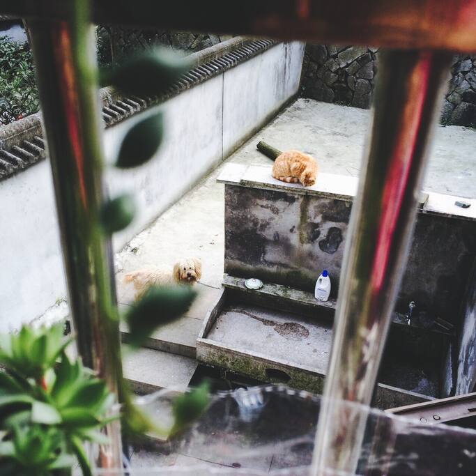 汪星人与喵星人
