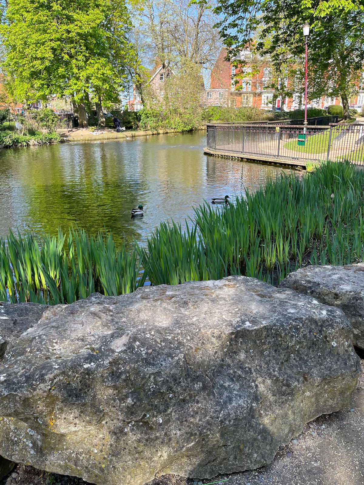 A serene pond is bordered by lush greenery, featuring tall grasses and a large rock in the foreground. Several ducks can be observed swimming gracefully on the water's surface. The backdrop includes trees and a glimpse of buildings, enhancing the natural setting.