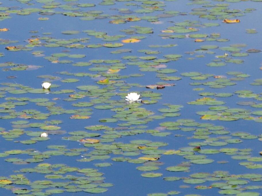 Who wants a water lily?