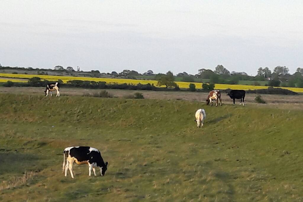the cows coming out to graze three time's per day.☉