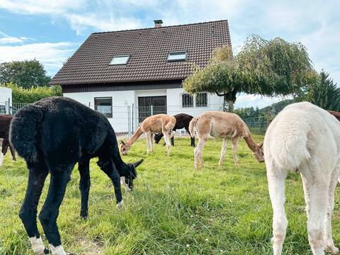 Vacation home on an alpaca farm