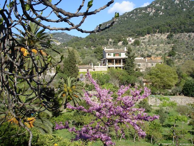 Finca-Ferienhaus Mimose in Son Salvanet