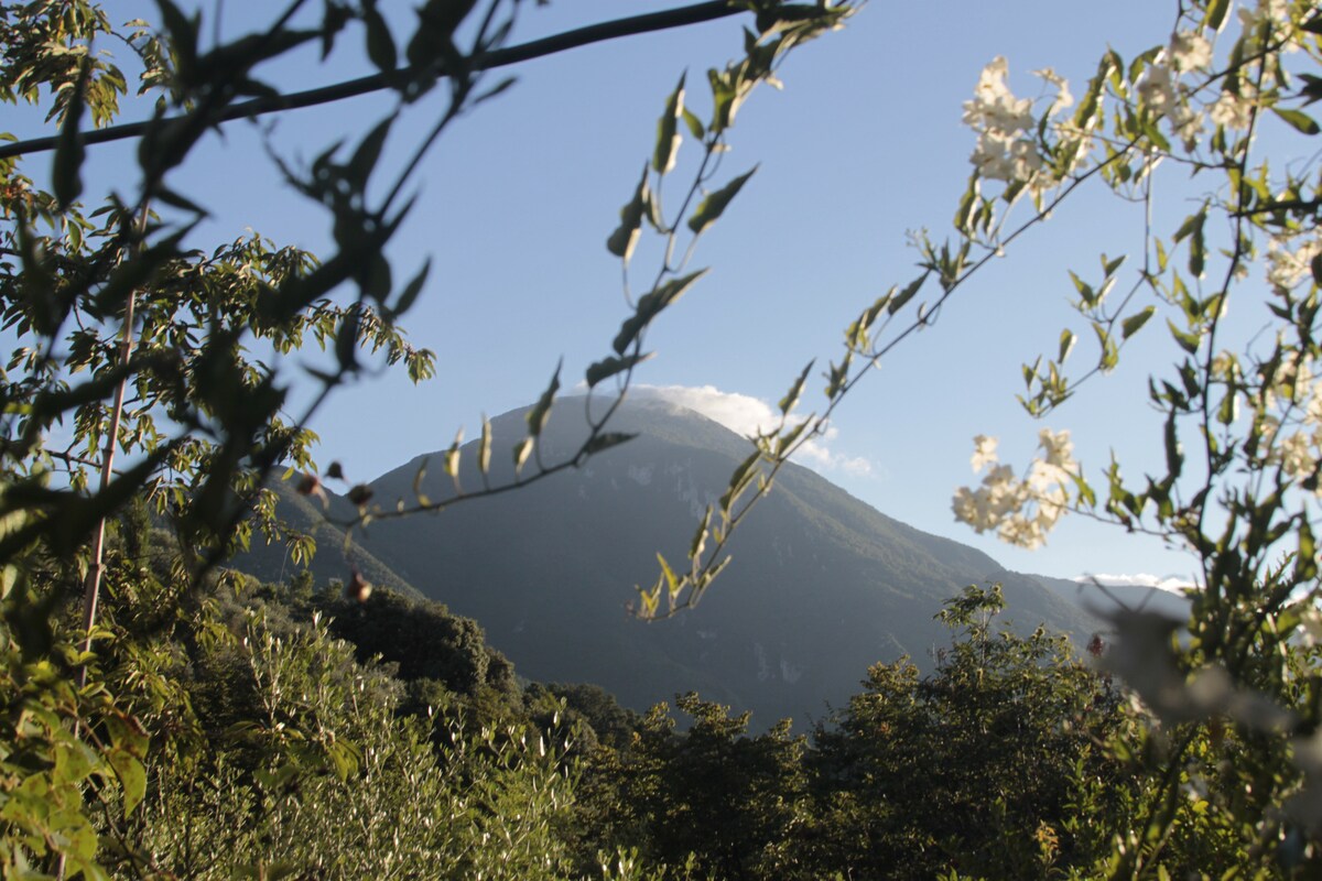 A majestic mountain rises in the background, partially shrouded by clouds. In the foreground, lush greenery and flowering branches frame the view, creating a natural border that enhances the serene landscape.
