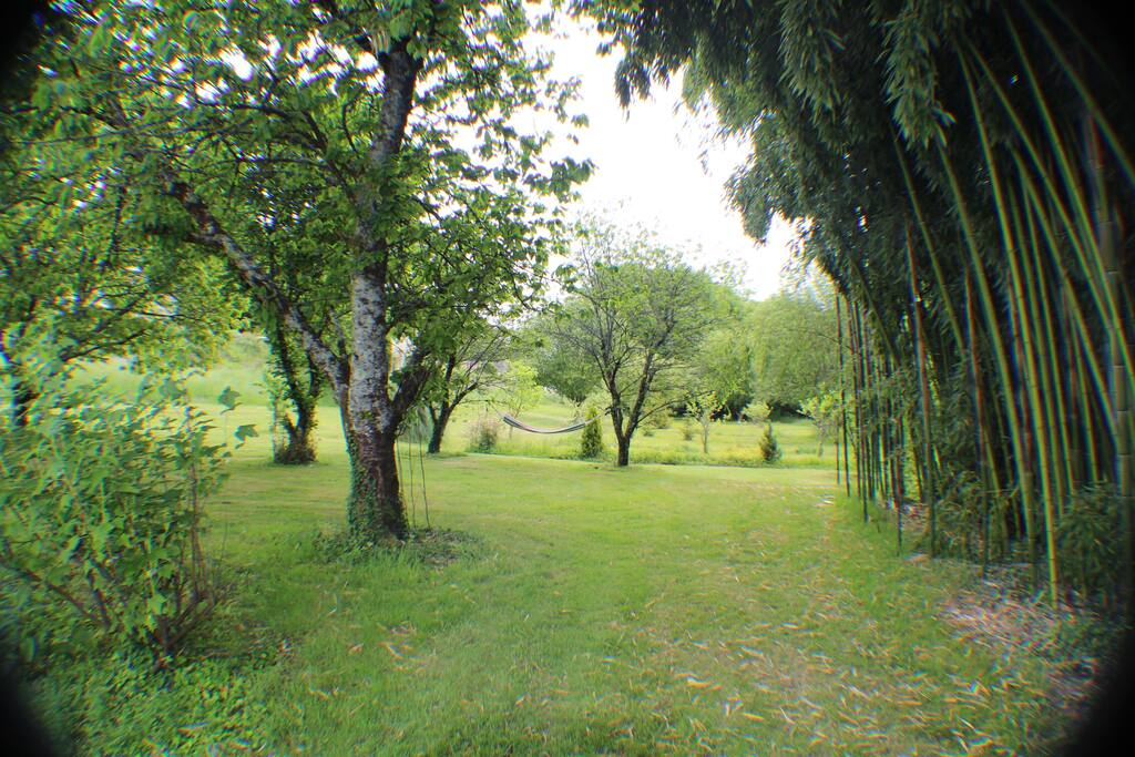 Bamboo garden