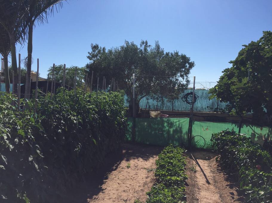 Huerto ecológico