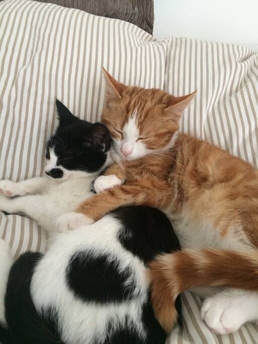my cats