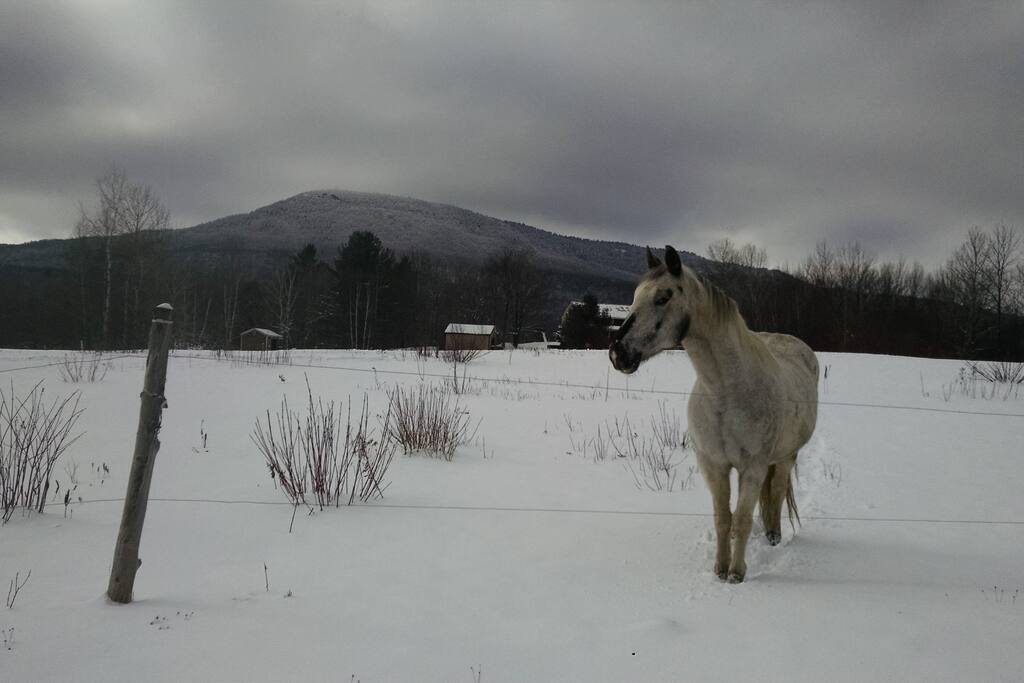 Host Horse