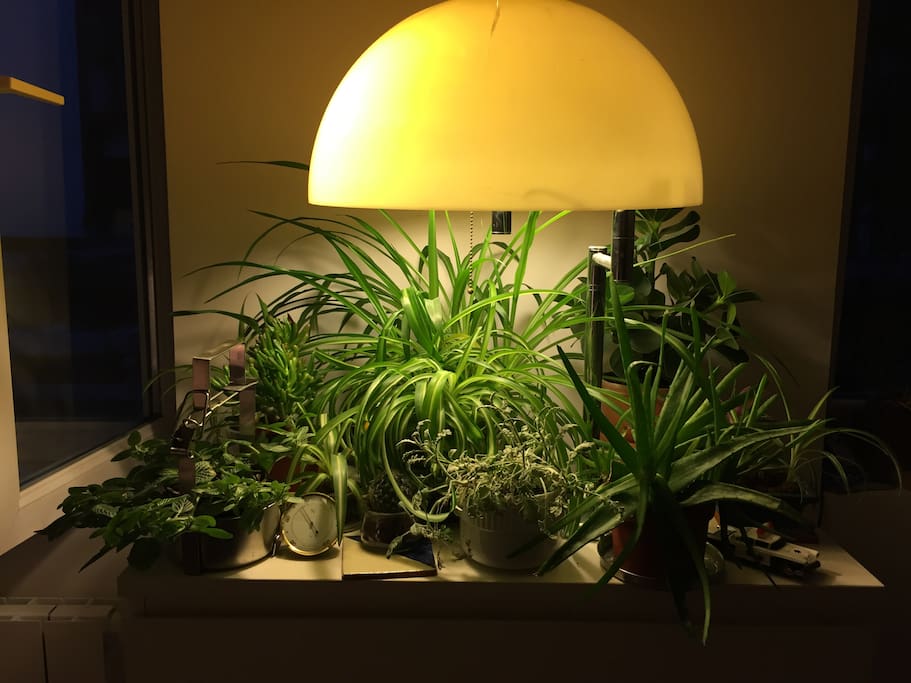 We have lots of plants
