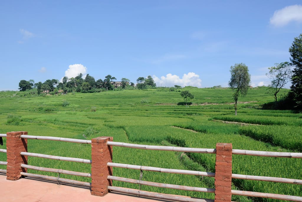 During the rice season
